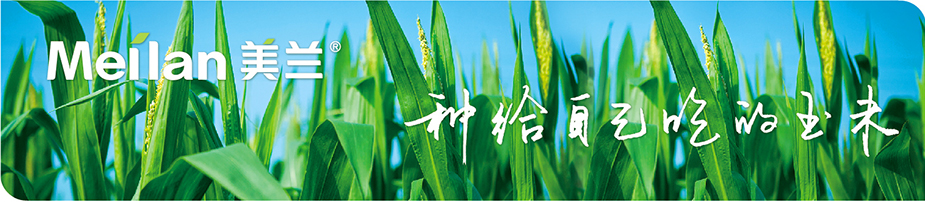 海南綠川種苗有限公司,玉米種子,甜玉米種子,糯玉米種子,鮮食玉米種子