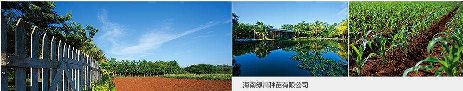 海南綠川種苗有限公司,玉米種子,甜玉米種子,糯玉米種子,鮮食玉米種子