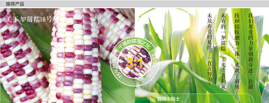 海南綠川種苗有限公司,玉米種子,甜玉米種子,糯玉米種子,鮮食玉米種子
